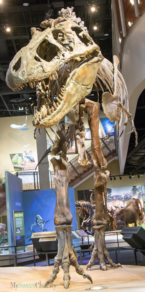 Perot Museum of Nature and Science resident