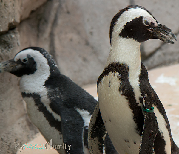 Penguins (File photo)